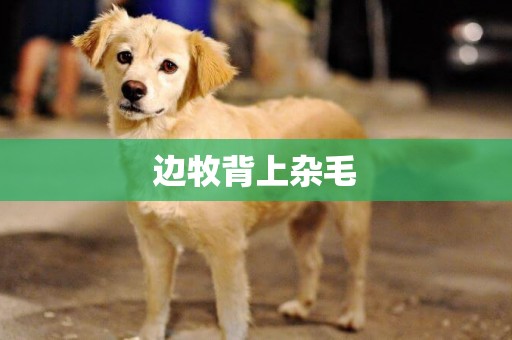 邊牧背上雜毛