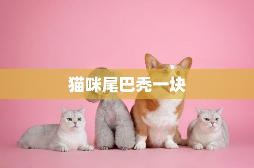 貓咪尾巴禿一塊