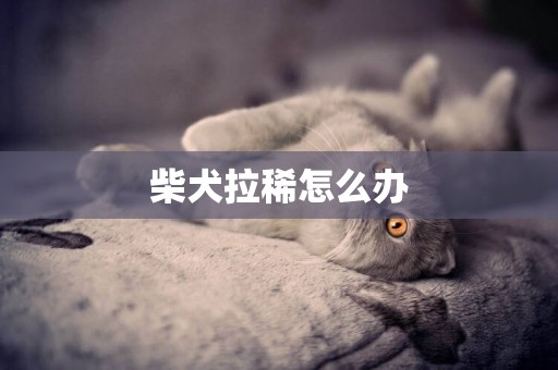 柴犬拉稀怎么辦