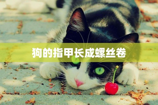 狗的指甲長成螺絲卷