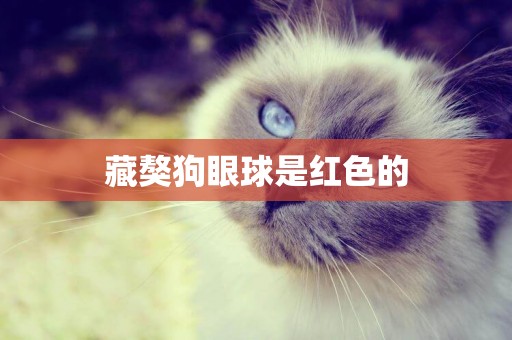 藏獒狗眼球是紅色的