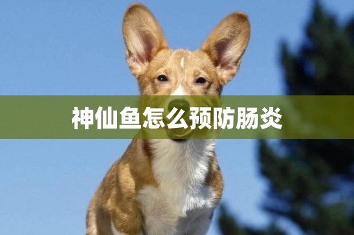 神仙魚怎么預防腸炎