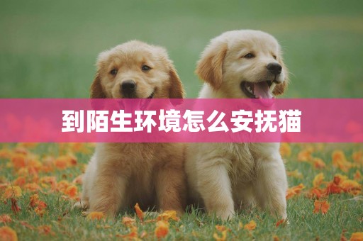 到陌生環境怎么安撫貓
