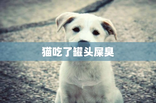 貓吃了罐頭屎臭
