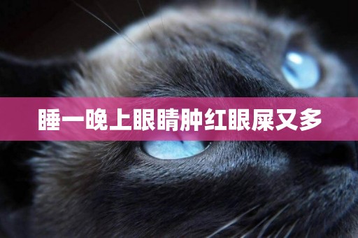睡一晚上眼睛腫紅眼屎又多