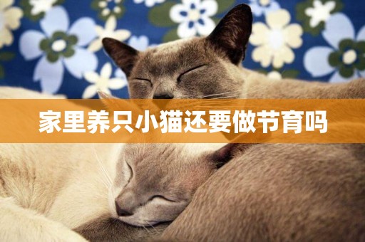 家里養只小貓還要做節育嗎