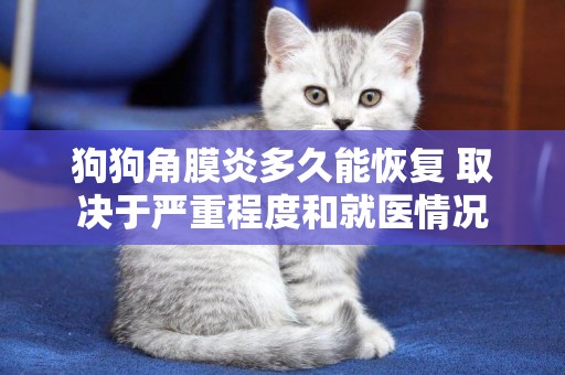 狗狗角膜炎多久能恢復 取決于嚴重程度和就醫情況