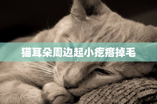 貓耳朵周邊起小疙瘩掉毛 貓耳朵周邊起小疙瘩掉毛