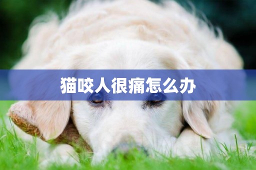 貓咬人很痛怎么辦