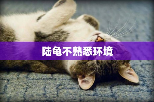 陸龜不熟悉環境