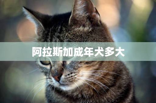 阿拉斯加成年犬多大