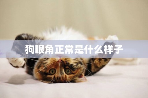 狗眼角正常是什么樣子