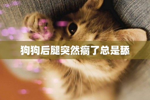 狗狗后腿突然瘸了總是舔