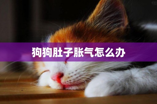 狗狗肚子脹氣怎么辦