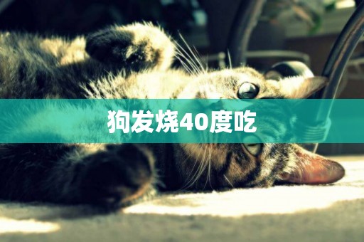 狗發燒40度吃