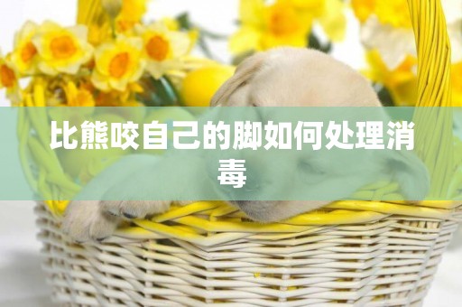 比熊咬自己的腳如何處理消毒