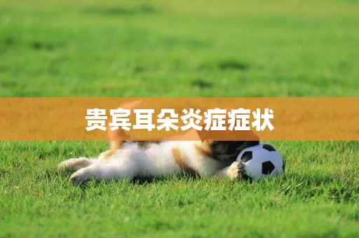 貴賓耳朵炎癥癥狀