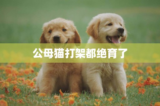 公母貓打架都絕育了