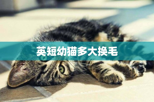 英短幼貓多大換毛