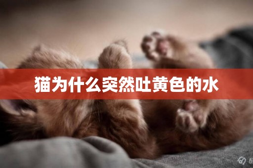 貓為什么突然吐黃色的水