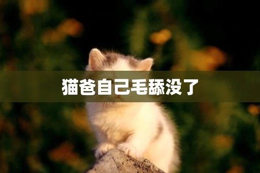 貓爸自己毛舔沒了