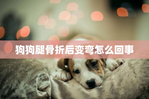 狗狗腿骨折后變彎怎么回事