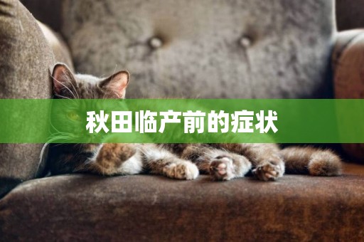 秋田臨產前的癥狀