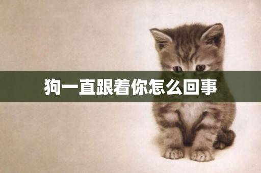 狗一直跟著你怎么回事
