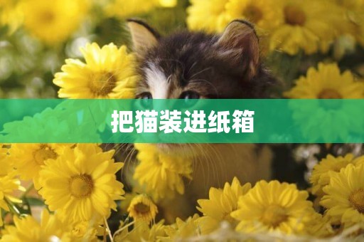 把貓裝進紙箱
