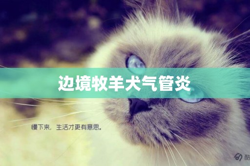 邊境牧羊犬氣管炎