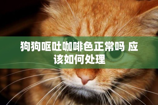 狗狗嘔吐咖啡色正常嗎 應該如何處理
