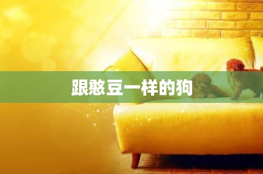 跟憨豆一樣的狗
