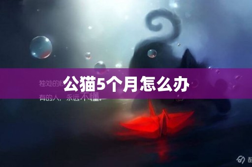 公貓5個月怎么辦