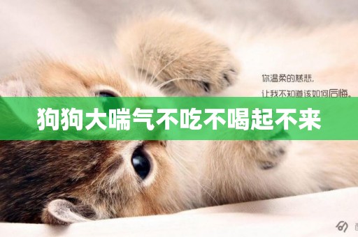 狗狗大喘氣不吃不喝起不來
