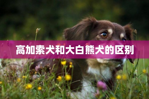 高加索犬和大白熊犬的區別