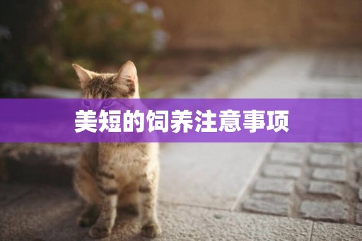 美短的飼養注意事項