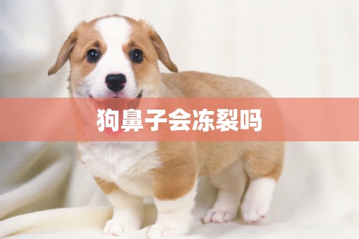 狗鼻子會凍裂嗎