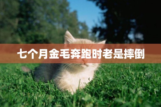 七個月金毛奔跑時老是摔倒