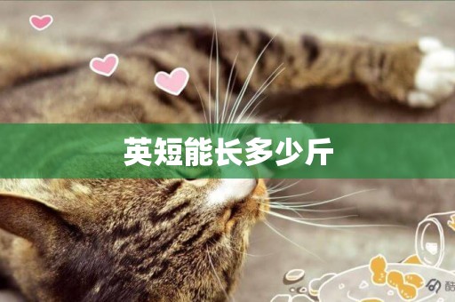 英短能長多少斤