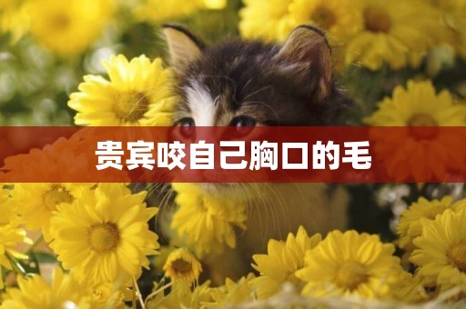 貴賓咬自己胸口的毛