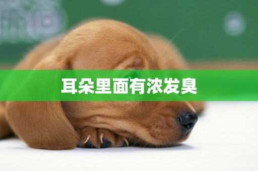 耳朵里面有濃發臭