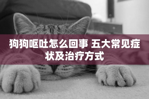 狗狗嘔吐怎么回事 五大常見癥狀及治療方式