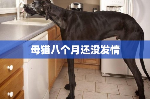 母貓八個月還沒發情