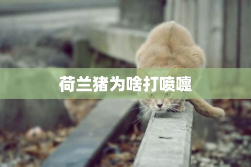 荷蘭豬為啥打噴嚏