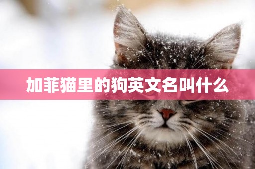 加菲貓里的狗英文名叫什么