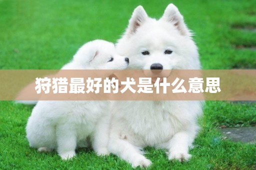 狩獵最好的犬是什么意思