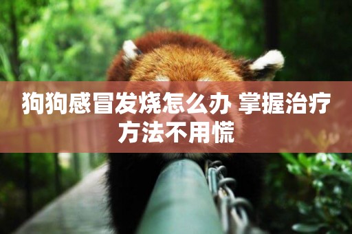 狗狗感冒發燒怎么辦 掌握治療方法不用慌
