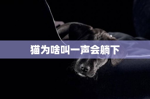 貓為啥叫一聲會躺下