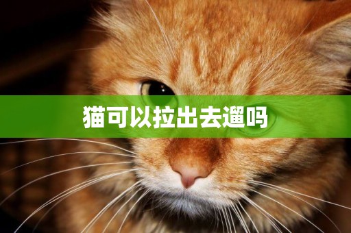 貓可以拉出去遛嗎