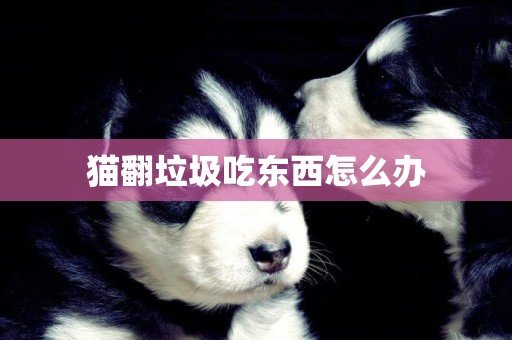 貓翻垃圾吃東西怎么辦